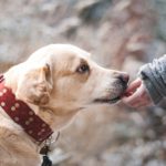 Liability Insurance for Dog Bite Claims Lynnwood, WA
